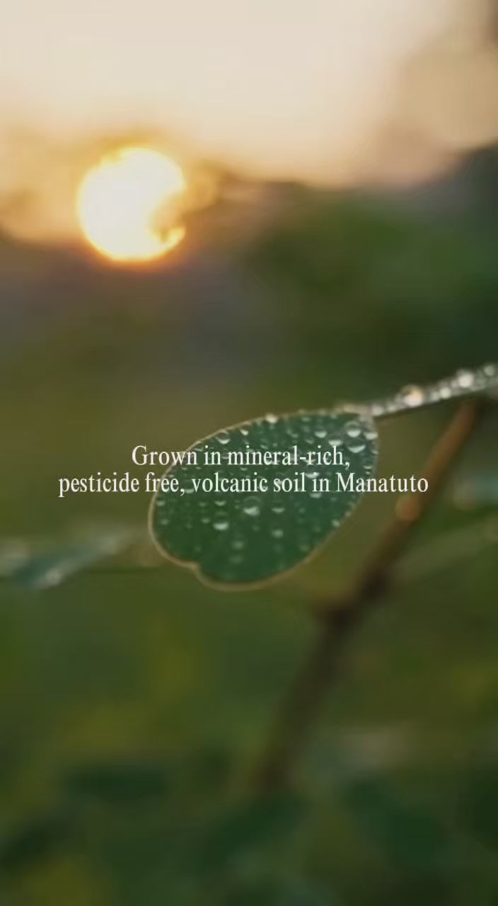 Organic Stem-Free Moringa Powder